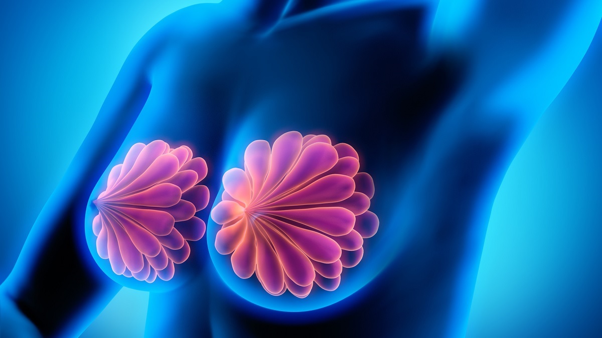 Breast illustration Medical illustration of the breasts