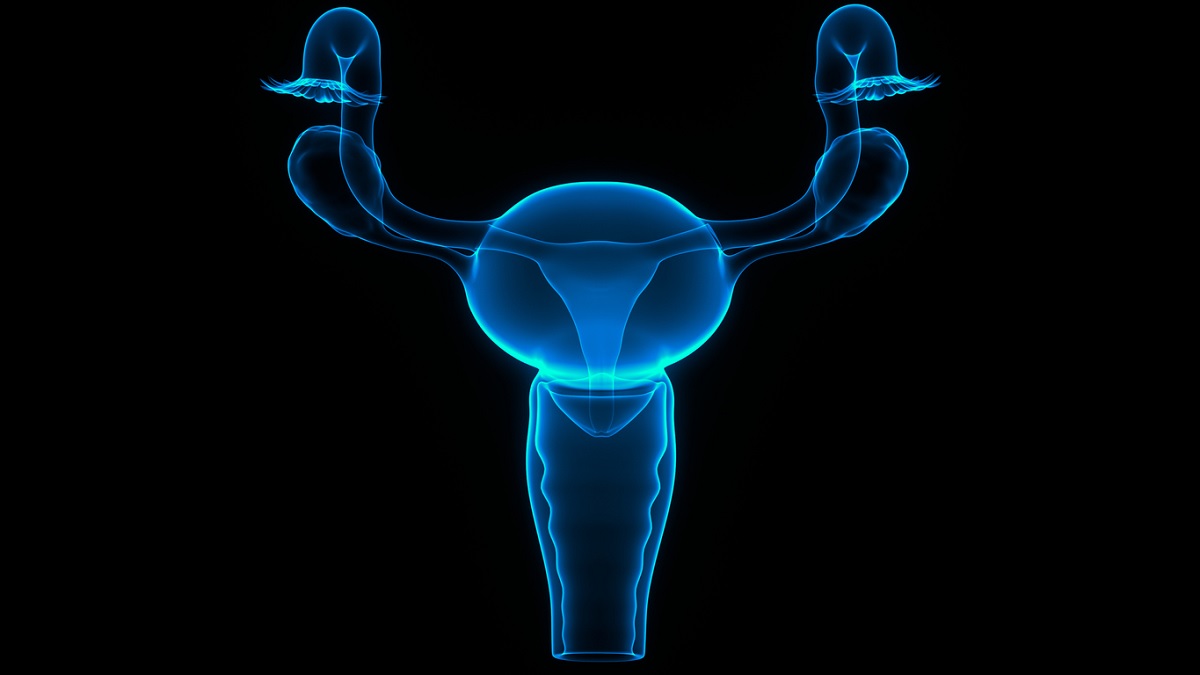 Cervix illustration Medical illustration of the cervix