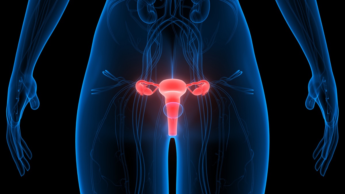 Female reproductive system illustration Medical illustration of the female reproductive system