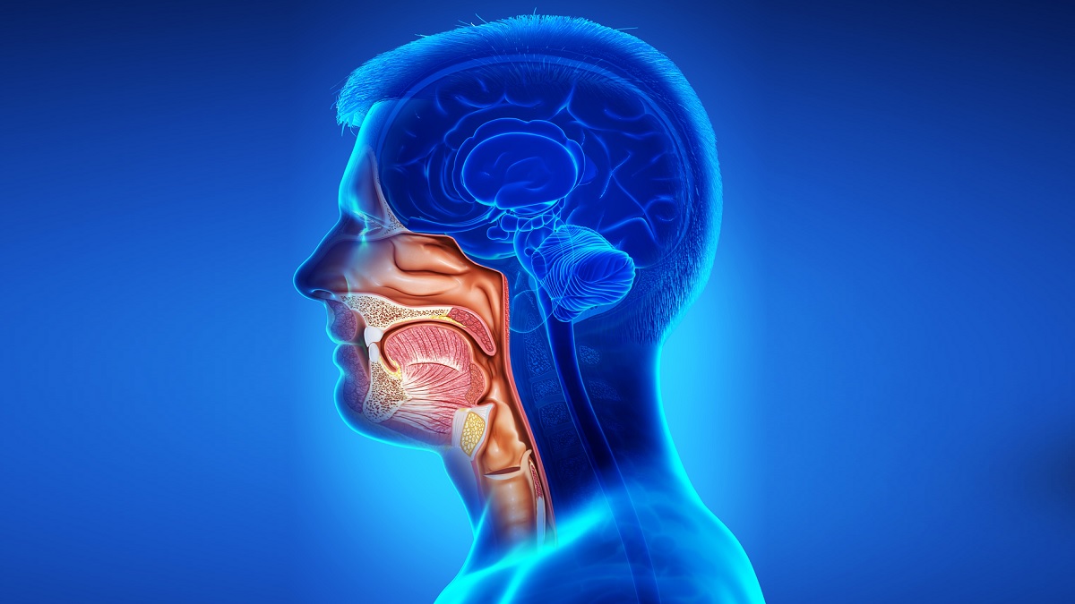 Illustration of the head and neck Illustration of the head and neck