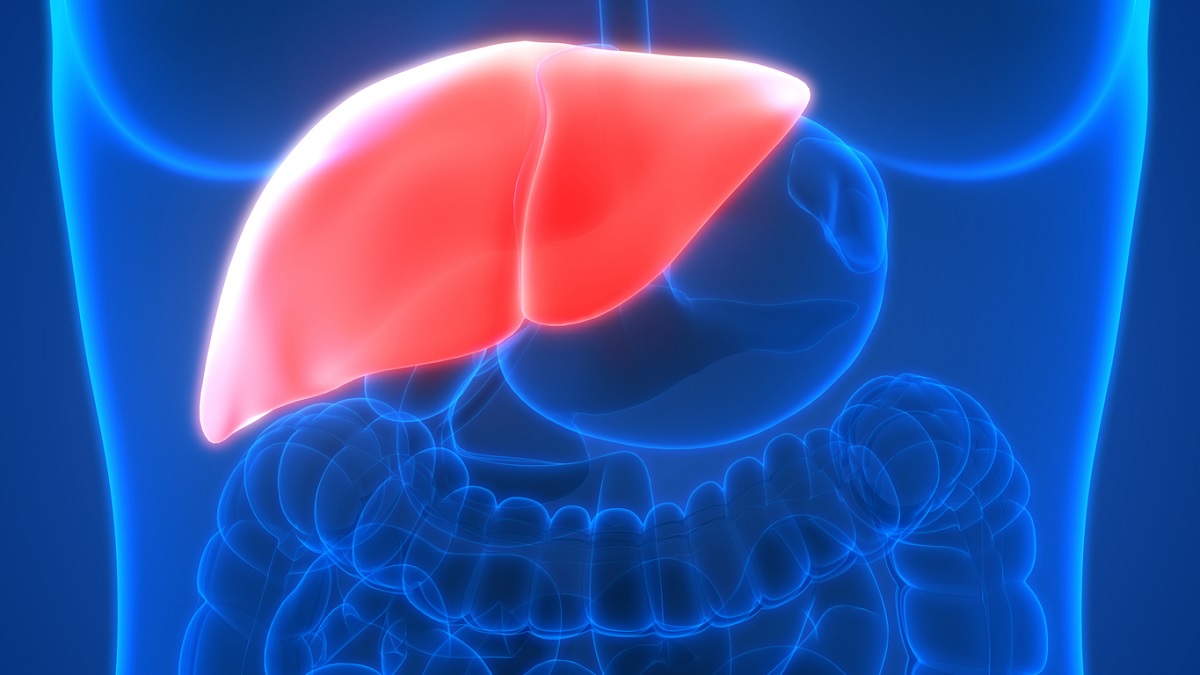 Liver illustration Medical illustration of the liver
