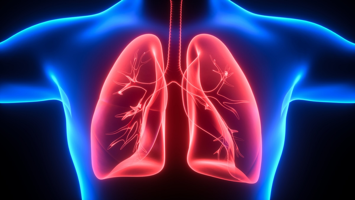 Lung illustration Medical illustration of the lungs