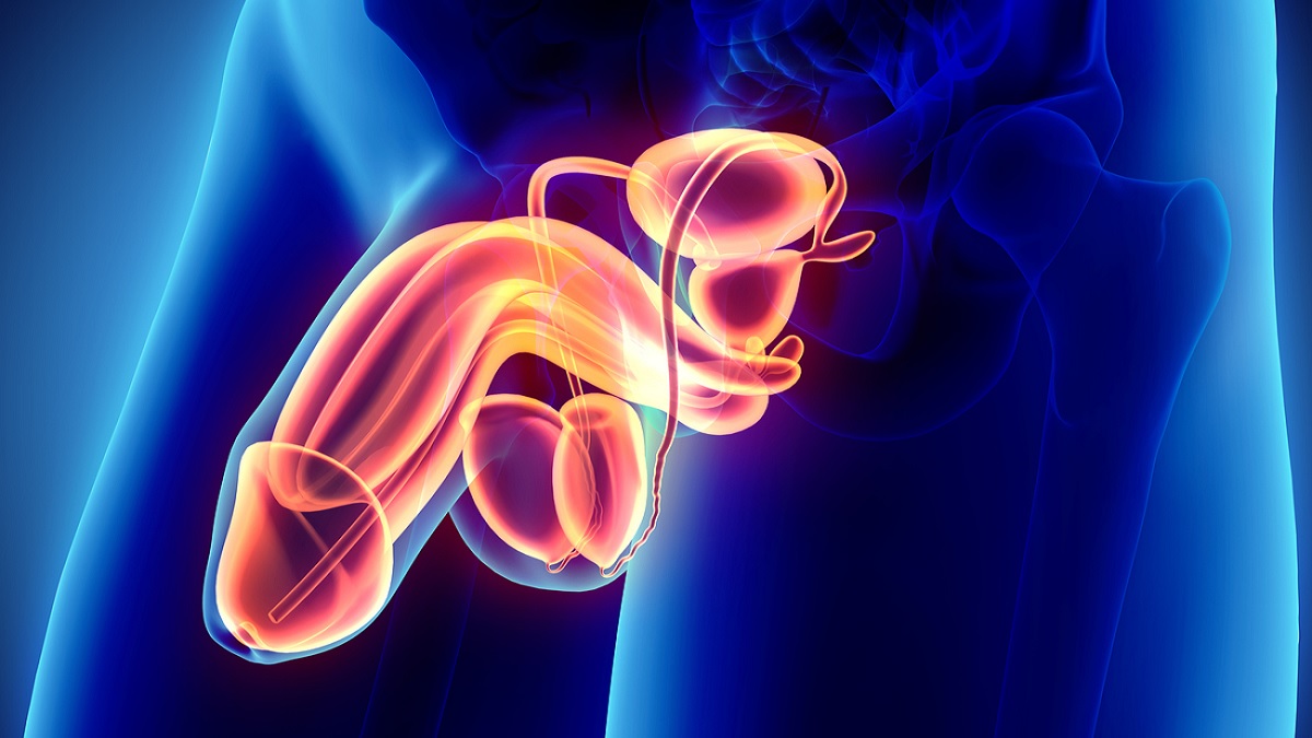 Illustration of the male reproductive system Medical illustration of the male reproductive system