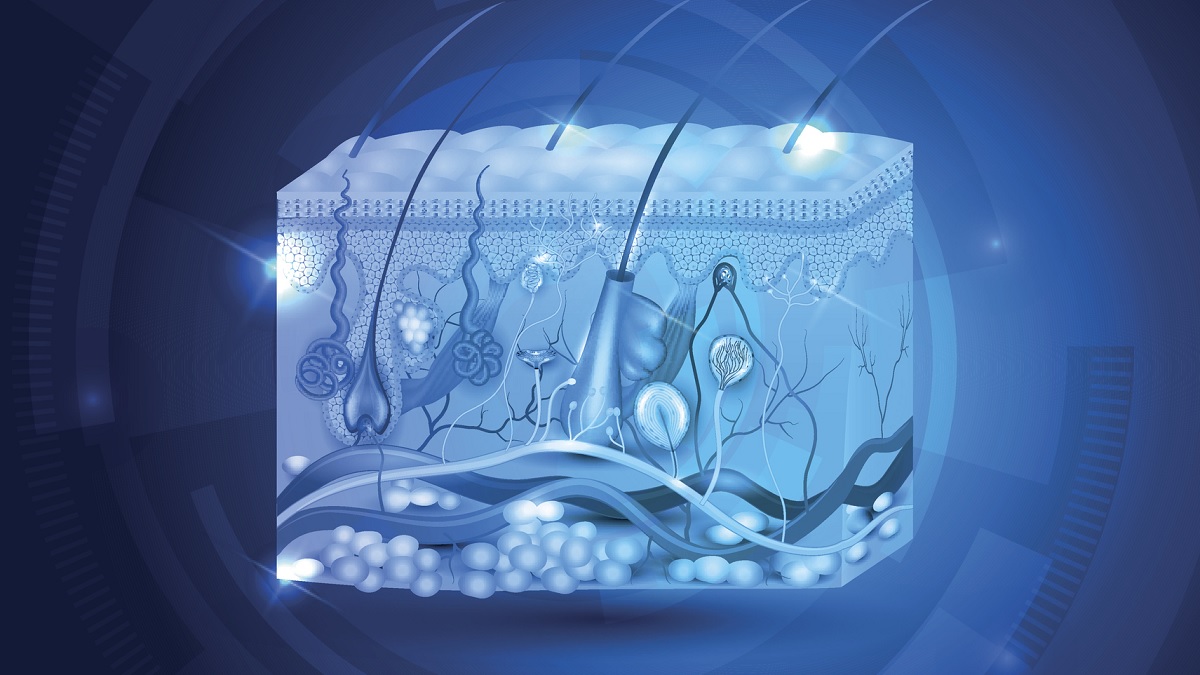 Skin illustration Medical illustration of the skin