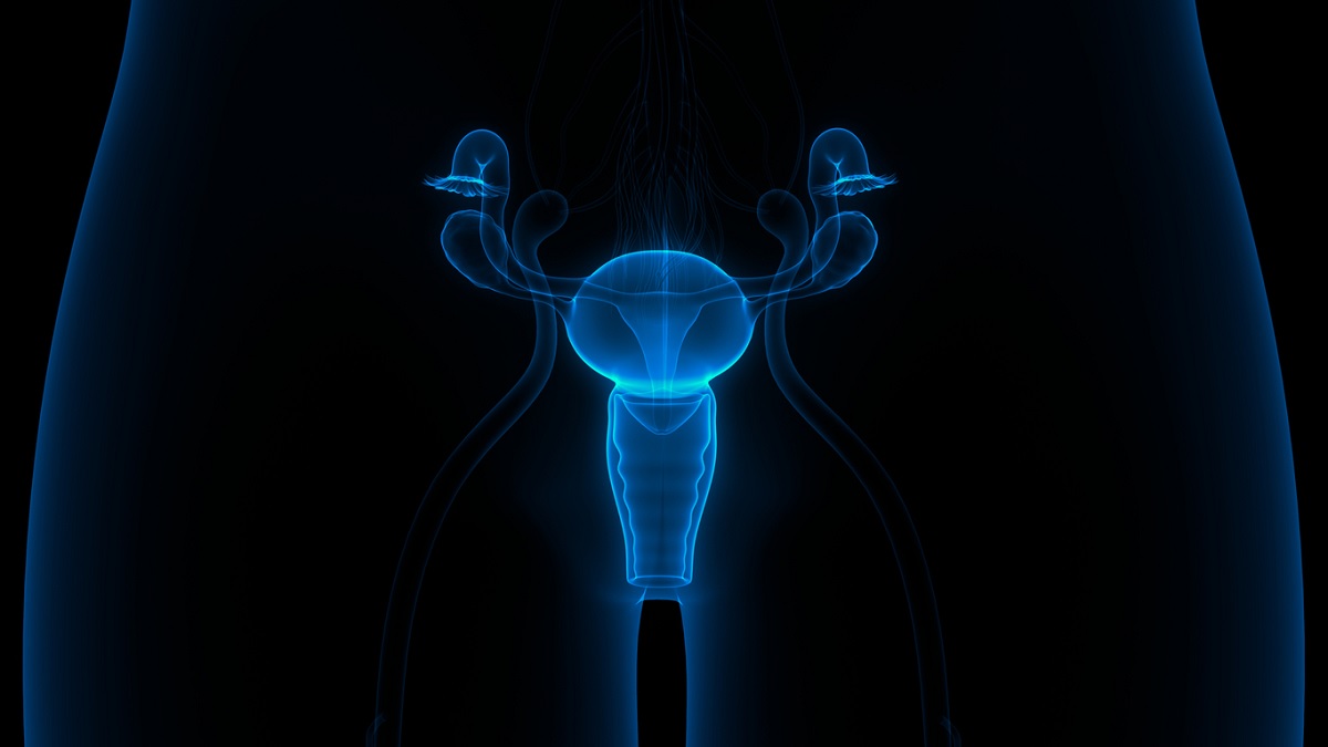 Illustration of the female reproductive system Medical illustration of the female reproductive system